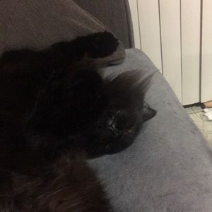 Meet your Posher, Lindsay